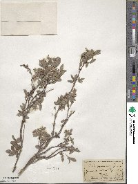 Salix pyrenaica image