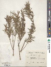 Salix repens image