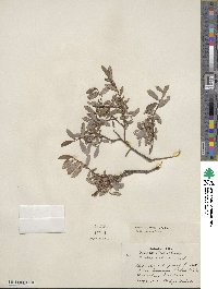 Salix repens image