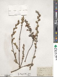 Salix repens image