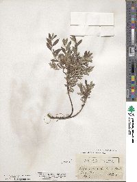 Salix repens image