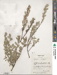 Salix repens image