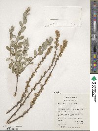 Salix repens image