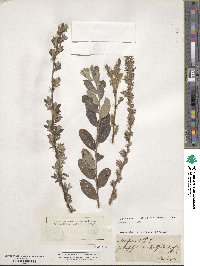 Salix repens image