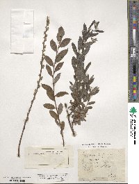 Salix repens image