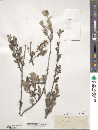 Salix repens image