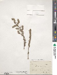 Salix repens image