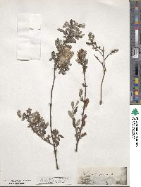 Salix repens image