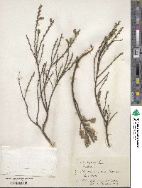 Salix repens image