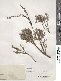 Salix repens image