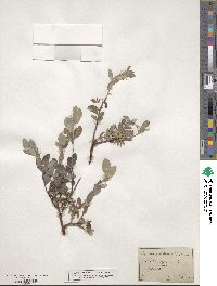 Salix repens image