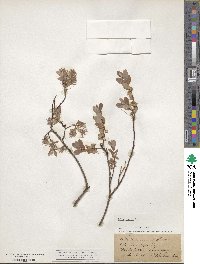 Salix repens image