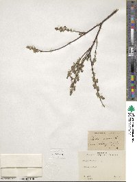 Salix repens image