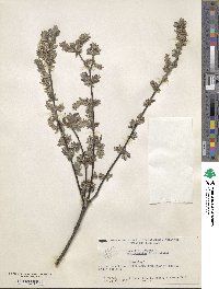 Salix repens image