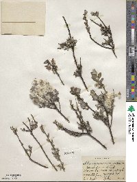 Salix repens image