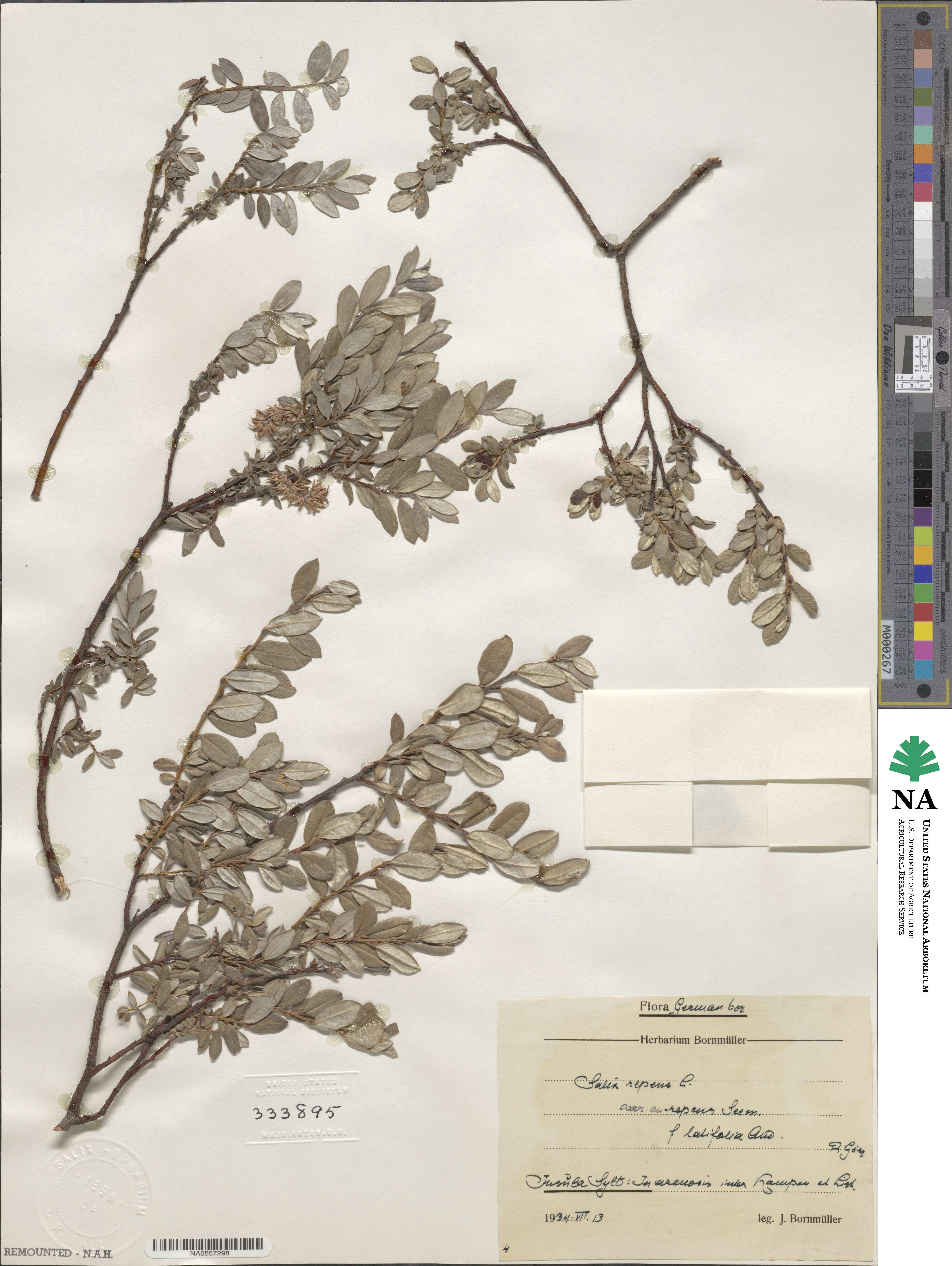 Salix repens subsp. repens image