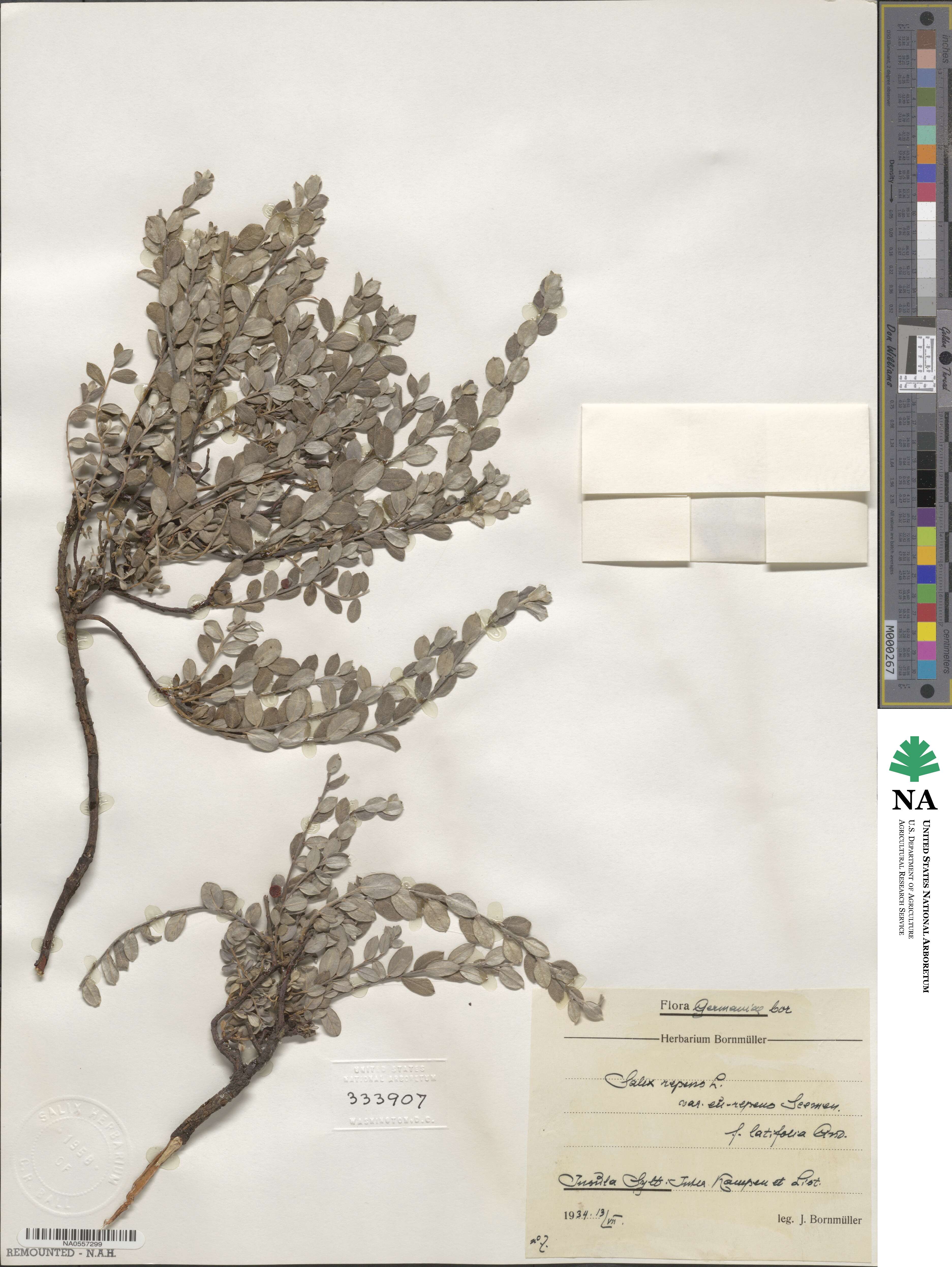 Salix repens subsp. repens image