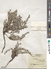 Salix repens image