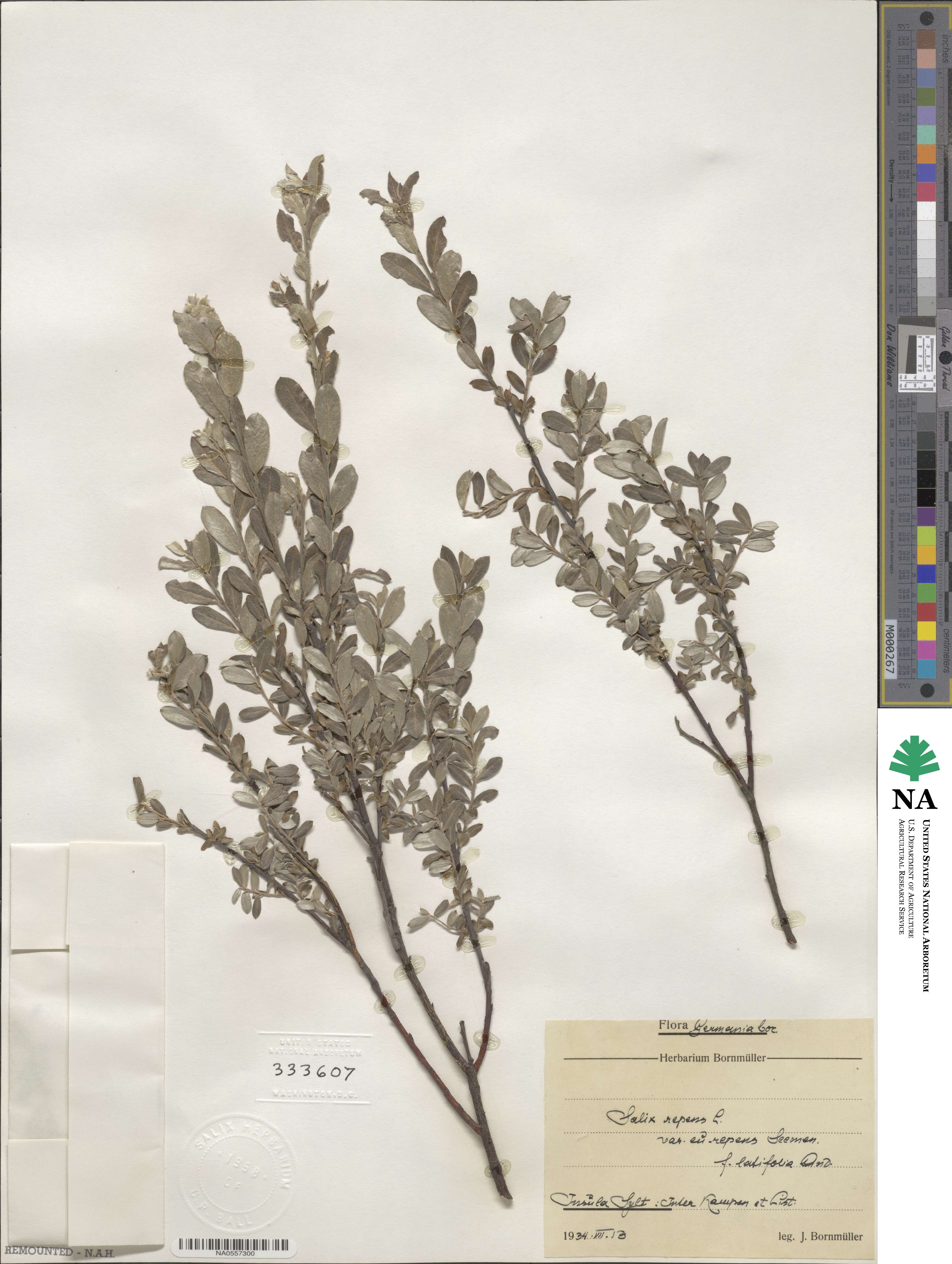 Salix repens subsp. repens image