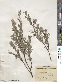 Salix repens subsp. repens image