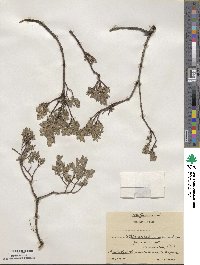 Salix repens subsp. repens image