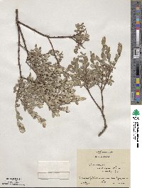 Salix repens image