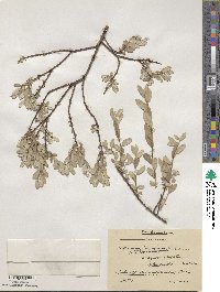 Salix repens subsp. repens image