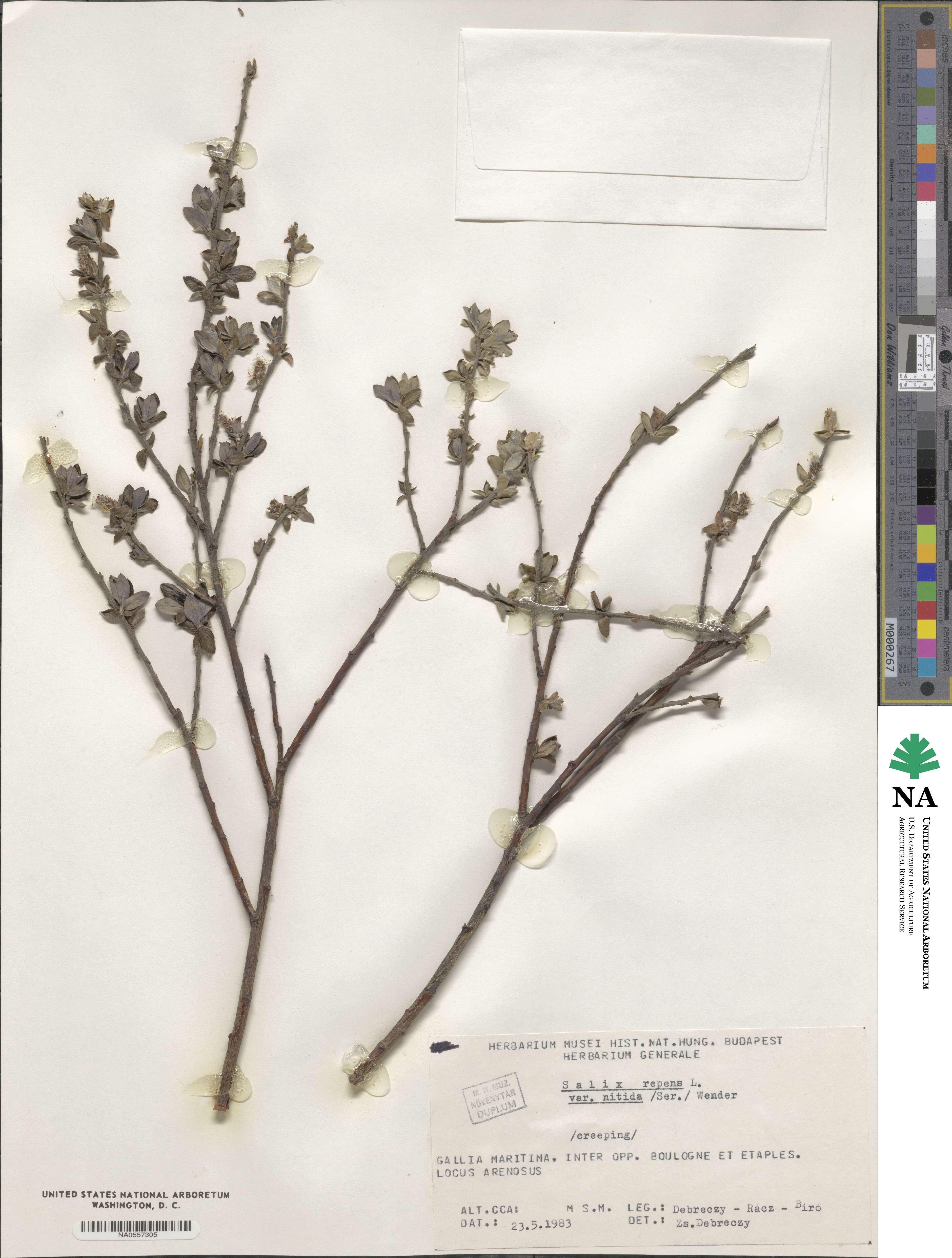 Salix repens subsp. repens image