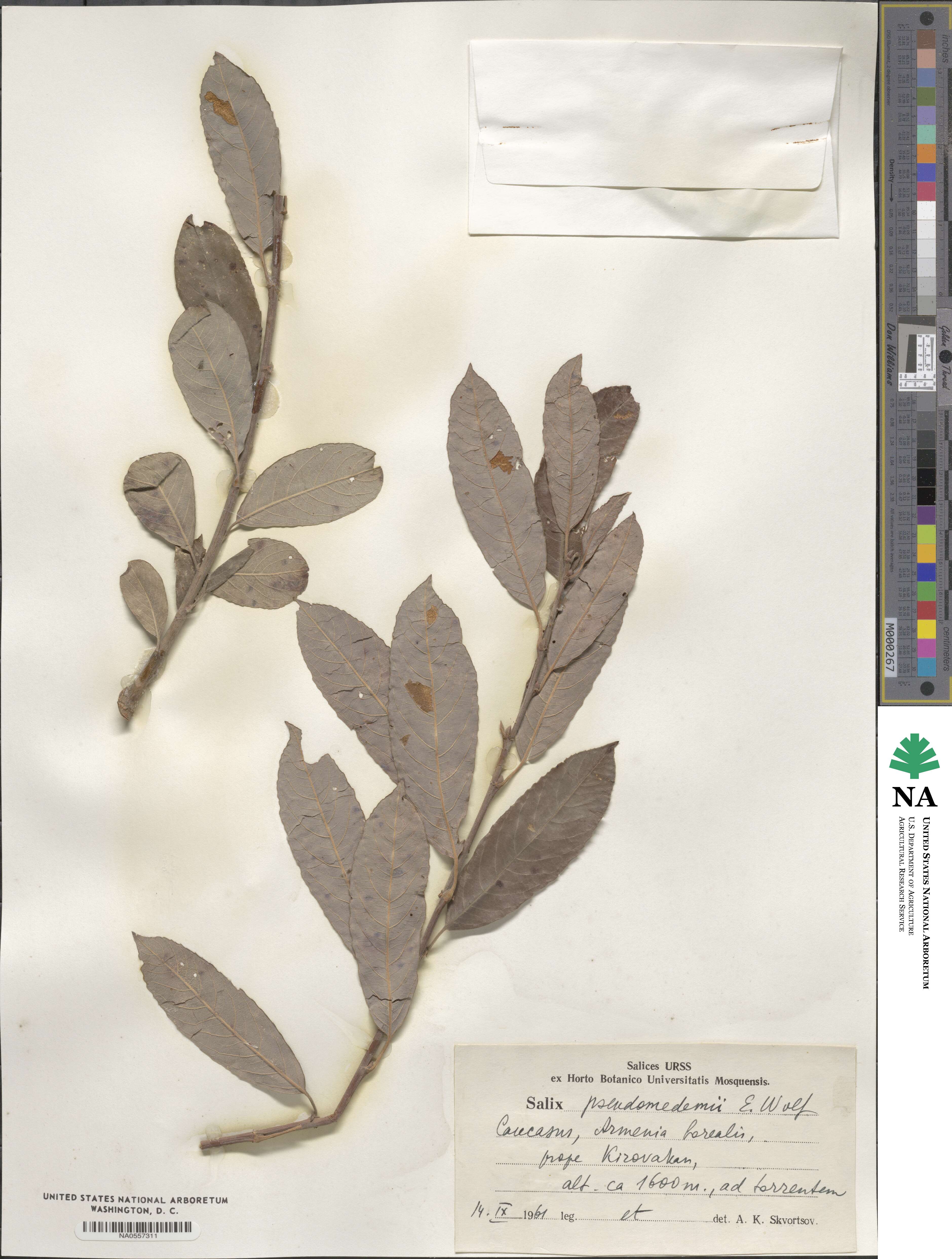 Salix pseudomedemii image
