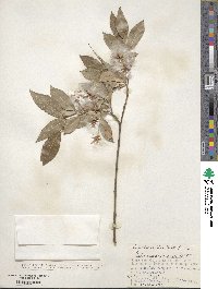 Salix pseudopentandra image