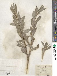 Salix purpurea image