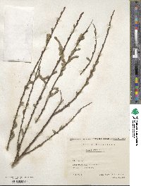 Salix purpurea image