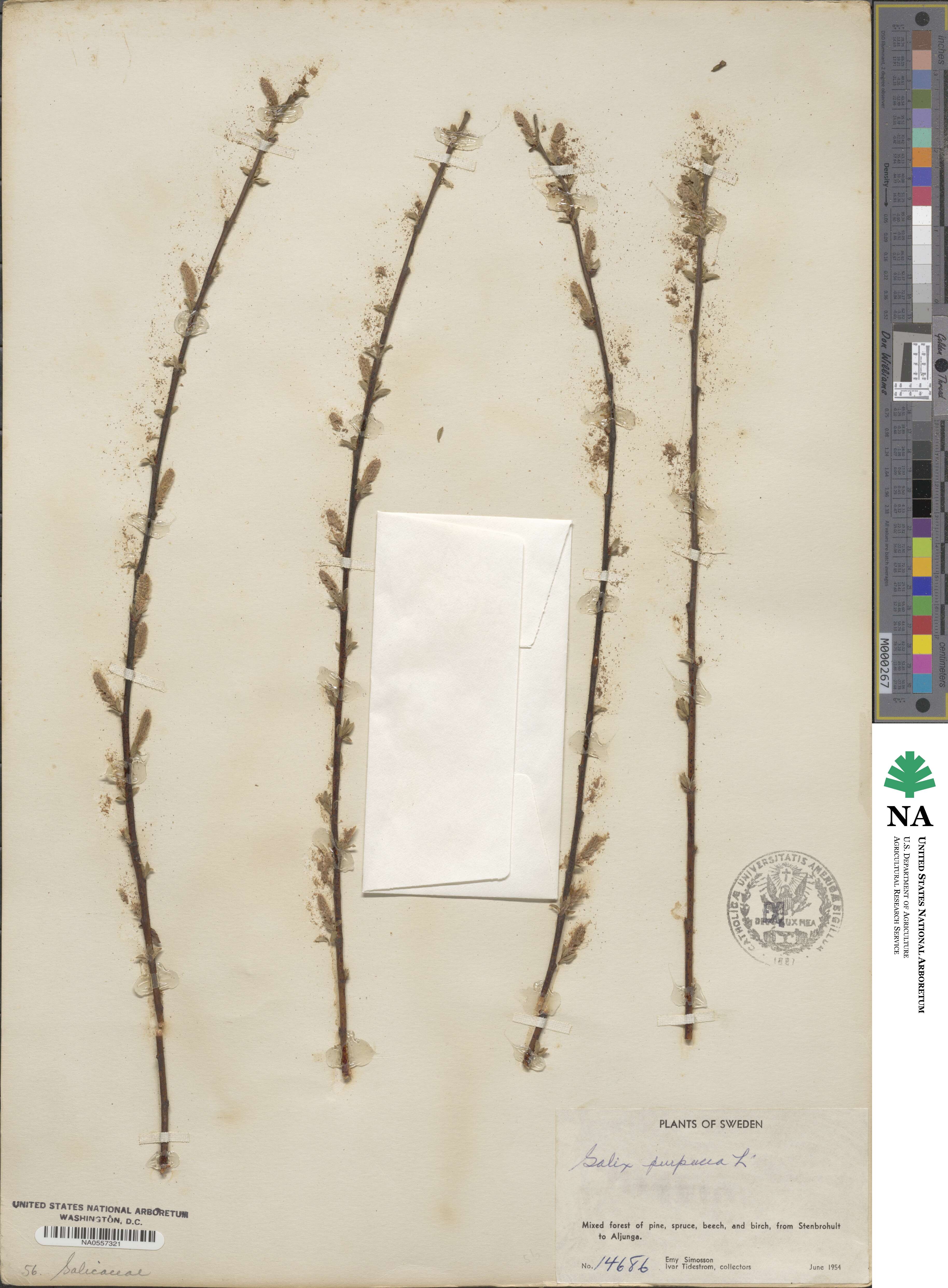 Salix purpurea image