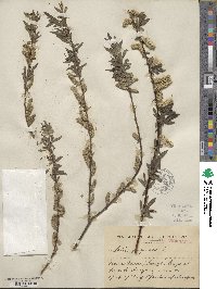 Salix purpurea image