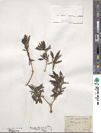 Salix purpurea image