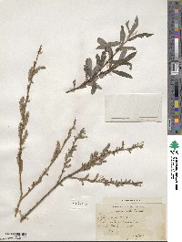 Salix purpurea image