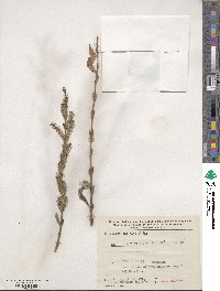 Salix purpurea image