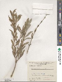 Salix purpurea image