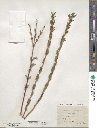 Salix purpurea image