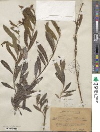 Salix purpurea image