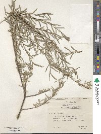 Salix purpurea subsp. purpurea image