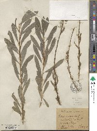 Salix purpurea image