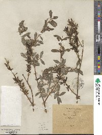 Salix purpurea image