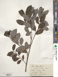 Salix phylicifolia image