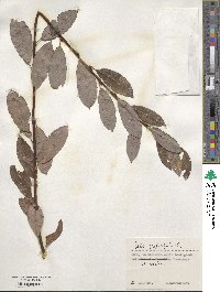 Salix phylicifolia image