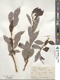 Salix phylicifolia image