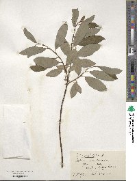 Salix phylicifolia image