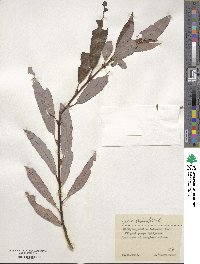 Salix phylicifolia image