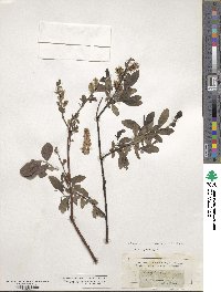 Salix phylicifolia image