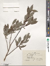 Salix phylicifolia image